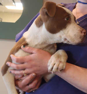 This male pit bull terrier-shar pei mix puppy is in kennel No. 18, ID No. 4459. Photo courtesy of Lake County Animal Care and Control. 18sharpeipitpup