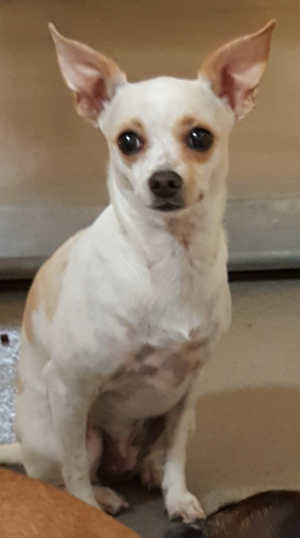“Snowball” is a female Chihuahua mix in kennel No. 19a, ID No. 4705. Photo courtesy of Lake County Animal Care and Control. 19asnowball