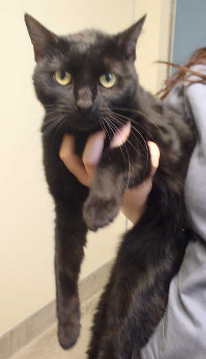 “Binx” is a domestic longhair cat in cat room kennel No. 19, ID No. 4067. Photo courtesy of Lake County Animal Care and Control. 19binxcat