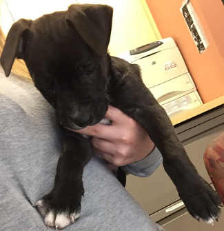 This male pit bull terrier puppy is in kennel No. 19, ID No. 4472. Photo courtesy of Lake County Animal Care and Control. 19blackpitpuppy