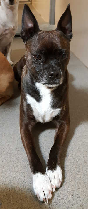 “Thor” is a male Boston Terrier mix in kennel No. 19d, ID No. 4708. Photo courtesy of Lake County Animal Care and Control. 19dthor