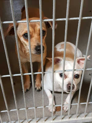 “Smokey” and “Sandy” are two Chihuahuas in kennel No. 19b and 19c, ID No. 4706 and 4707. Photo courtesy of Lake County Animal Care and Control. 19smokeysandy