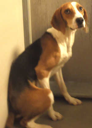 “Stump” is a male foxhound mix in kennel No. 19, ID No. 4935. Photo courtesy of Lake County Animal Care and Control. 19stump