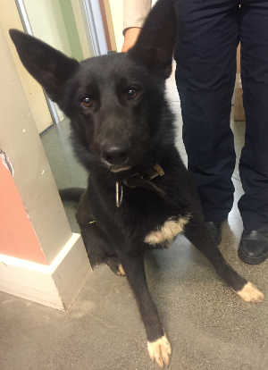 This male German Shepherd mix is in kennel No. 20, ID No. 4862. Photo courtesy of Lake County Animal Care and Control. 20blackmalegsd