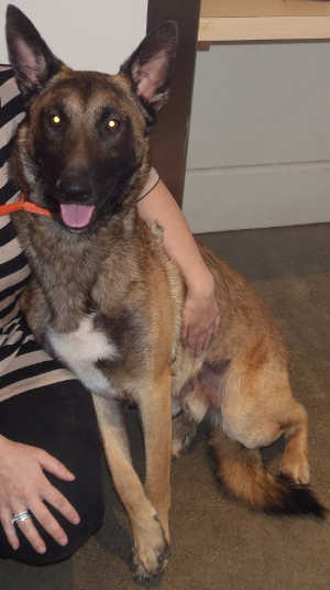 “Hewy” is a male German Shepherd mix in kennel No. 20, ID No. 4460. Photo courtesy of Lake County Animal Care and Control. 20hewygsd