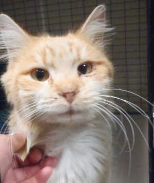 This male domestic medium hair mix cat is in cat room kennel No. 20, ID No. 4773. Photo courtesy of Lake County Animal Care and Control. 20orangetabby