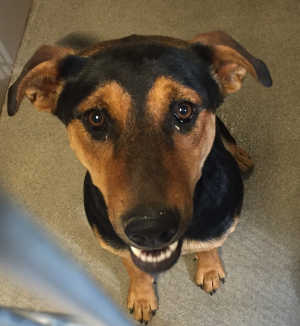 This cute female shepherd mix is in kennel No. 21, ID No. 4934. Photo courtesy of Lake County Animal Care and Control. 21femaleshepmix