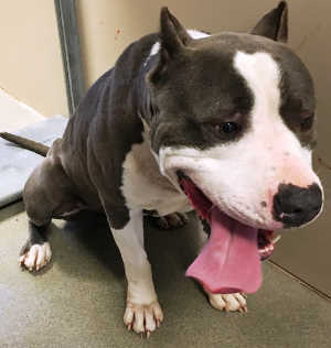 This male pit bull terrier mix is in kennel No. 21, ID No. 4432. Photo courtesy of Lake County Animal Care and Control. 21graypit