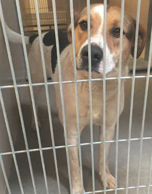 “Buddy” is a male shepherd-pit bull terrier mix in kennel No. 22, ID No. 4487. Photo courtesy of Lake County Animal Care and Control. 22buddysheppit