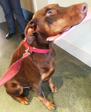This male Doberman Pinscher is in kennel No. 23, ID No. 4461. Photo courtesy of Lake County Animal Care and Control. 23browndobie