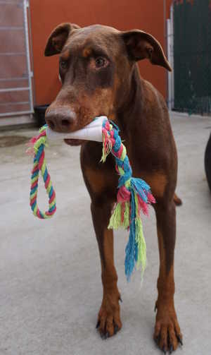 This male Doberman Pinscher is in kennel No. 23, ID No. 4461. Photo courtesy of Lake County Animal Care and Control. 23newdobie