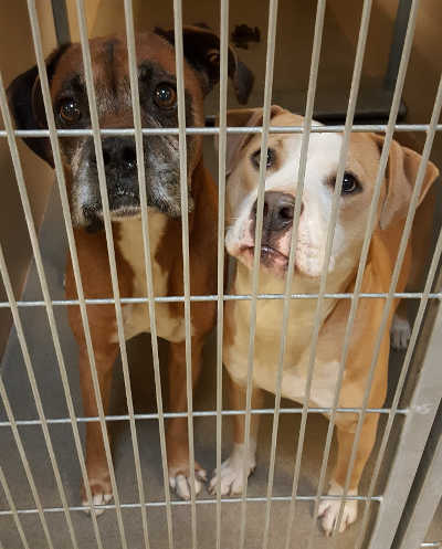 These male boxer mixes are in kennel No. 24, ID No. 4304. Photo courtesy of Lake County Animal Care and Control. 24maleboxers