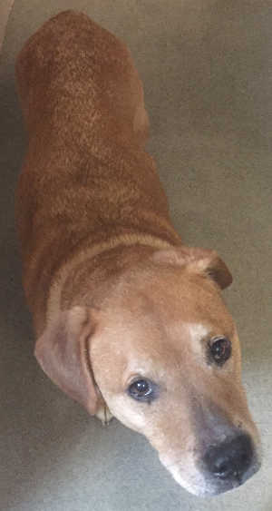 This male shepherd mix is in kennel No. 24, ID No. 4525. Photo courtesy of Lake County Animal Care and Control. 24malebrownshepherd