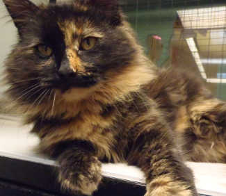 This female domestic medium hair mix is in cat room kennel No. 24, ID No. 4327. Photo courtesy of Lake County Animal Care and Control. 24prettycalico