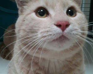 “Tanner” is a young male domestic short hair mix in cat room kennel No. 24, ID No. 4671. Photo courtesy of Lake County Animal Care and Control. 24tannercat