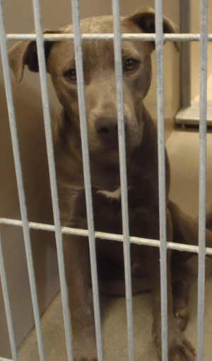 This male pit bull terrier mix is in kennel No. 25, ID No. 3694. Photo courtesy of Lake County Animal Care and Control. 25graypitmix