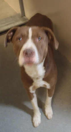 “Prince” is a male pit bull terrier mix in kennel No. 25, ID No. 3163. Photo courtesy of Lake County Animal Care and Control. 25princepitmix