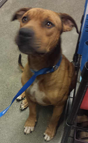 This male pit bull terrier mix is in kennel No. 26, ID No. 4101. Photo courtesy of Lake County Animal Care and Control. 26brownpitmix