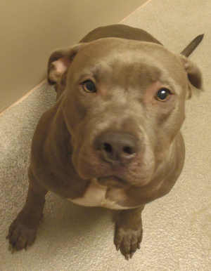 This male pit bull terrier mix is in kennel No. 26, ID No. 3162. Photo courtesy of Lake County Animal Care and Control. 26graypitmix