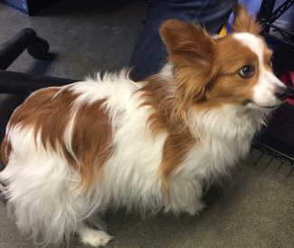 This male Papillon-terrier mix is in kennel No. 26, ID No. 4494. Photo courtesy of Lake County Animal Care and Control. 26papillon