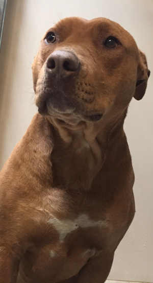 This male pit bull terrier mix is in kennel No. 27, ID No. 4673. Photo courtesy of Lake County Animal Care and Control. 27brownpit