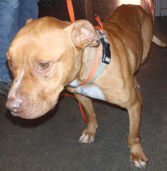 “Cheech” is a female pit bull terrier mix in kennel No. 27, ID No. 4462. Photo courtesy of Lake County Animal Care and Control. 27cheech