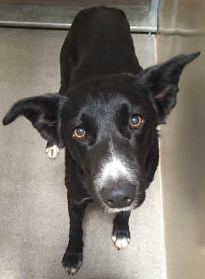 “Koda” is a female Labrador Retriever-border collie mix in kennel No. 27, ID No. 4924. Photo courtesy of Lake County Animal Care and Control. 27koda