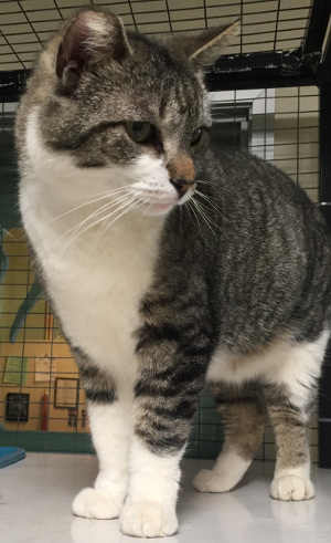 “Chip” is a female domestic short hair mix cat in cat room kennel No. 28, ID No. 4669. Photo courtesy of Lake County Animal Care and Control. 28chipcat