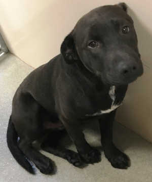 This male Labrador Retriever mix puppy is in kennel No. 28, ID No. 4423. Photo courtesy of Lake County Animal Care and Control. 28labpuppy