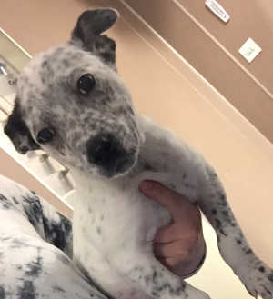 This cattle dog mix pup is in kennel No. 2a, ID No. 4429. Photo courtesy of Lake County Animal Care and Control. 2acattledogpup