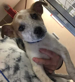 This cattle dog mix pup is in kennel No. 2b, ID No. 4430. Photo courtesy of Lake County Animal Care and Control. 2bcattledogpup