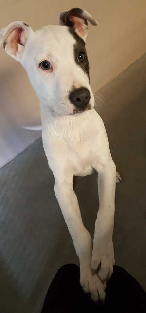 This young male pit bull terrier mix is in kennel No. 2, ID No. 4697. Photo courtesy of Lake County Animal Care and Control. 2bwmalepit