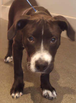 “Spencer” is a Labrador Retriever-pit bull retriever mix in kennel No. 2, ID No. 2382. Photo courtesy of Lake County Animal Care and Control. 2spencerlabmix