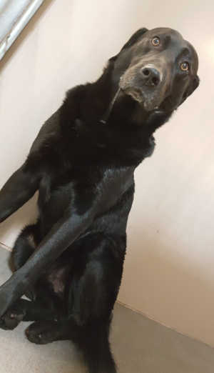 This male Labrador Retriever is in kennel No. 30, ID No. 4711. Photo courtesy of Lake County Animal Care and Control. 30maleblacklab