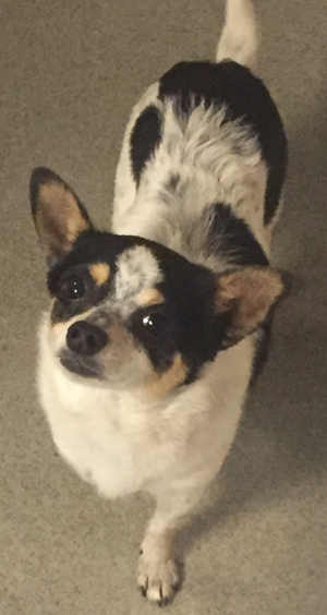 This male Chihuahua mix is in kennel No. 30, ID No. 4475. Photo courtesy of Lake County Animal Care and Control. 30tricolorchi