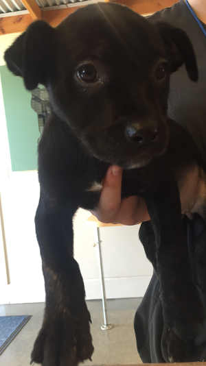 This female Rottweiler-mastiff puppy is in kennel No. 31b, ID No. 4620. Photo courtesy of Lake County Animal Care and Control. 31brottpup
