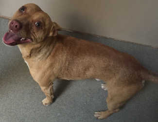 This male Chihuahua mix is in kennel No. 31, ID No. 4488. Photo courtesy of Lake County Animal Care and Control. 31brownchi