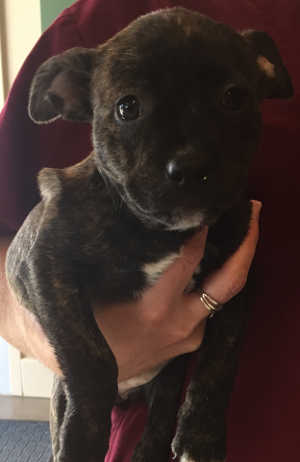 This female Rottweiler-mastiff puppy is in kennel No. 31c, ID No. 4621. Photo courtesy of Lake County Animal Care and Control. 31crottpup