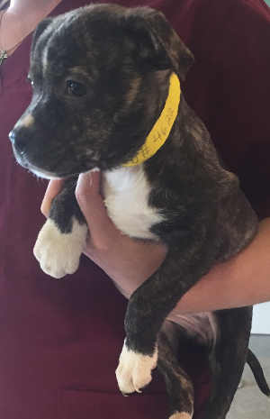 This female Rottweiler-mastiff puppy is in kennel No. 31d, ID No. 4622. Photo courtesy of Lake County Animal Care and Control. 31drottpup