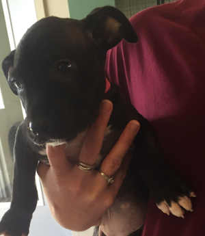 This female Rottweiler-mastiff puppy is in kennel No. 31e, ID No. 4623. Photo courtesy of Lake County Animal Care and Control. 31erottpup