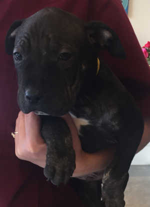 This male Rottweiler-mastiff puppy is in kennel No. 31f, ID No. 4619. Photo courtesy of Lake County Animal Care and Control. 31frottpup