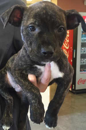 This male Rottweiler-mastiff puppy is in kennel No. 31h, ID No. 4625. Photo courtesy of Lake County Animal Care and Control. 31hrottpup