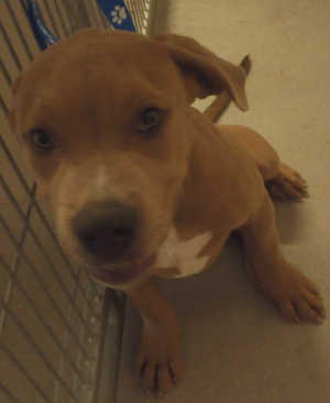 This young male pit bull terrier mix is in kennel No. 32a, ID No. 3145. Photo courtesy of Lake County Animal Care and Control. 32apitbullpup