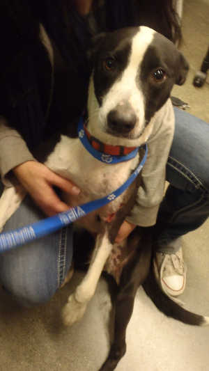 “Tux” is a male border collie mix in kennel No. 32, ID No. 4036. Photo courtesy of Lake County Animal Care and Control. 32tuxdog