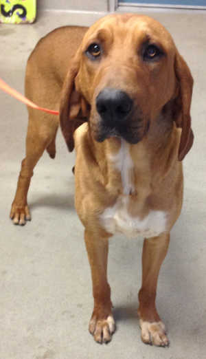 This male hound mix is in kennel No. 33, ID No. 4712. Photo courtesy of Lake County Animal Care and Control. 33brownhound