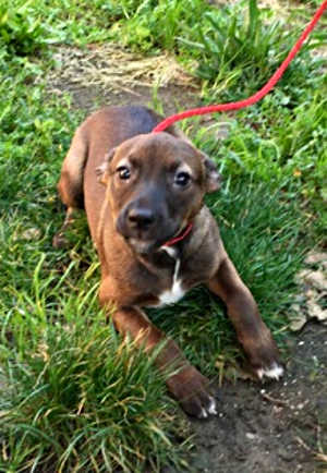 “Shelby” is a female shepherd-pit bull mix puppy in kennel No. 33, ID No. 4395. Photo courtesy of Lake County Animal Care and Control. 33shelbypup