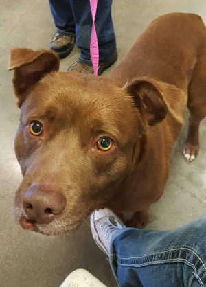 This handsome male Labrador Retriever mix is in kennel No. 34, ID No. 4427. Photo courtesy of Lake County Animal Care and Control. 34brownlab