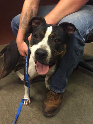This female pit bull terrier mix is in kennel No. 34, ID No. 4039. Photo courtesy of Lake County Animal Care and Control. 34bwpitmix