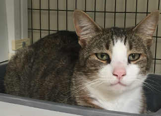 “Jinx” is a male domestic short hair mix in cat room kennel No. 34, ID No. 4567. Photo courtesy of Lake County Animal Care and Control. 34jinxcat