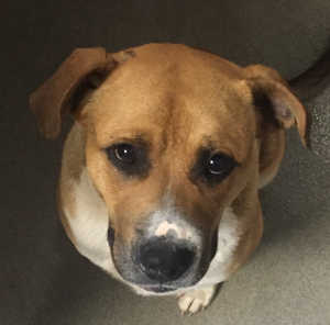 This male pit bull-shepherd mix is in kennel No. 34, ID No. 4508. Photo courtesy of Lake County Animal Care and Control. 34tanwhitepit